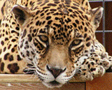 leopard.png